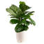Foliage Plant in Planter