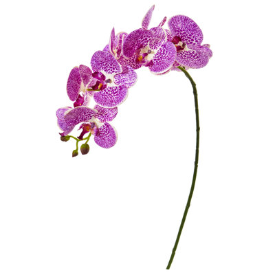 Tige d'orchidée