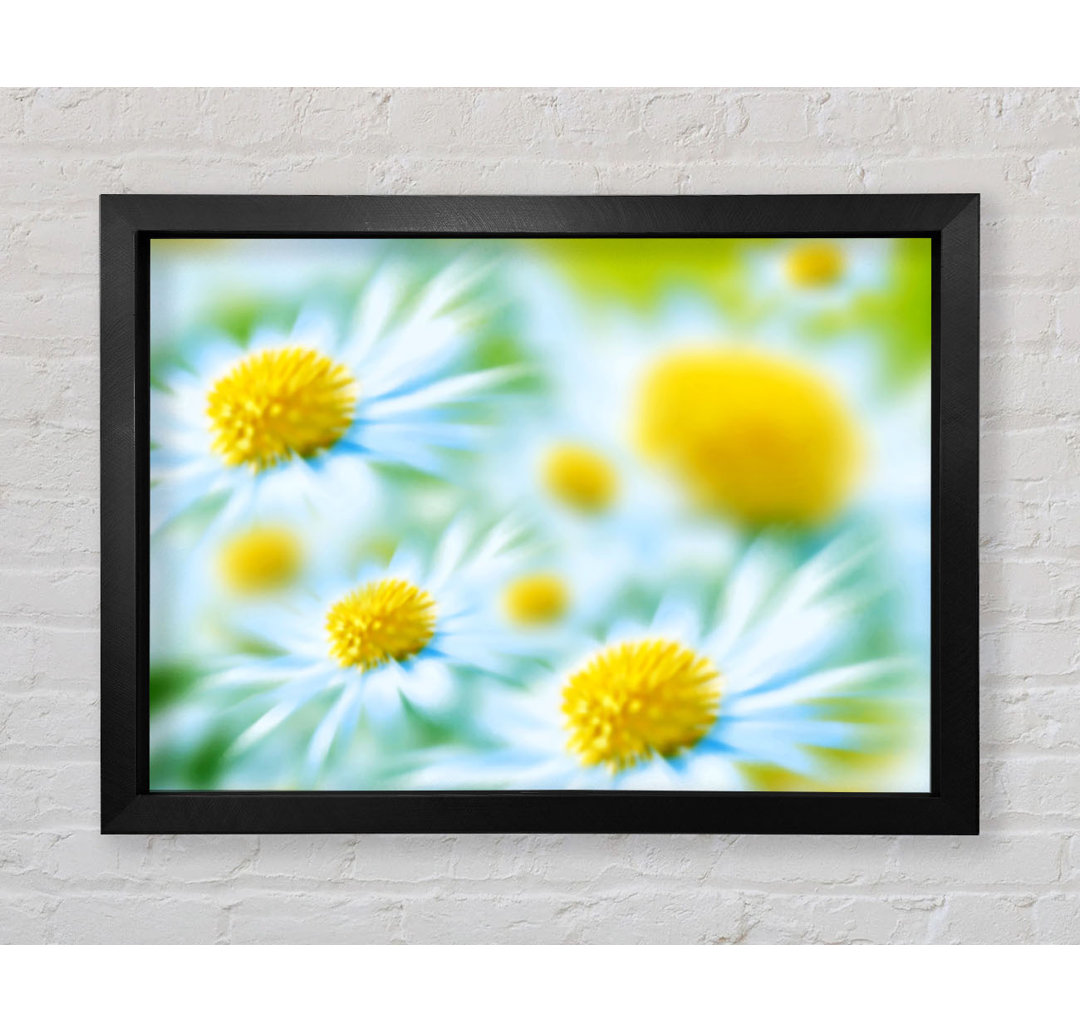 Gerahmtes Poster Soft Hue Of White Daisies