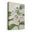 Toile tendue avec châssis Orchid Blooms III-401719377