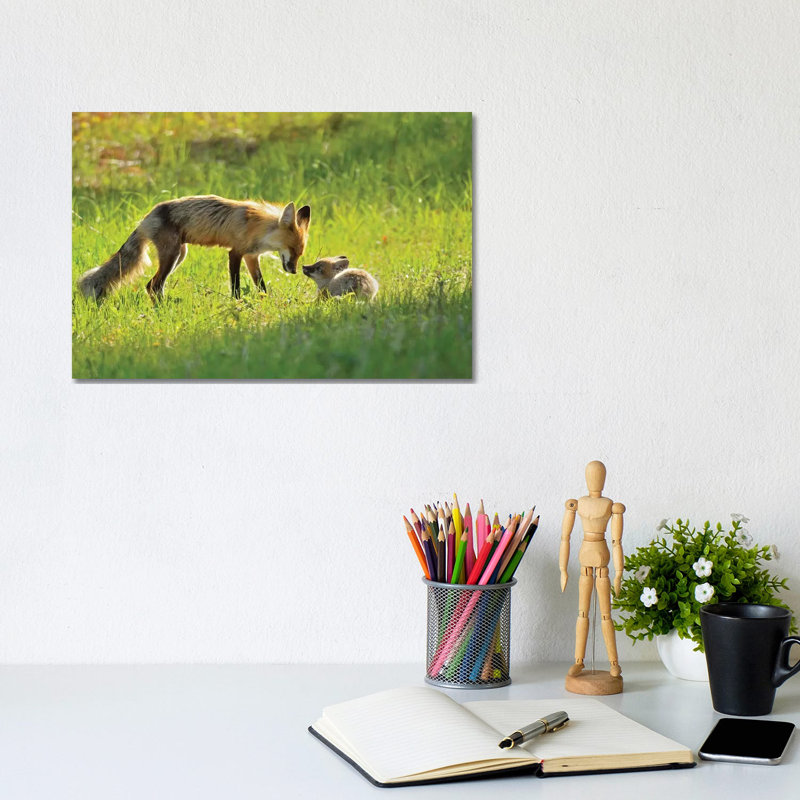 Canada, Manitoba, Whiteshell Provincial Park. Red Fox Mother With Kit. by Jaynes Gallery - Wrapped Canvas Print
