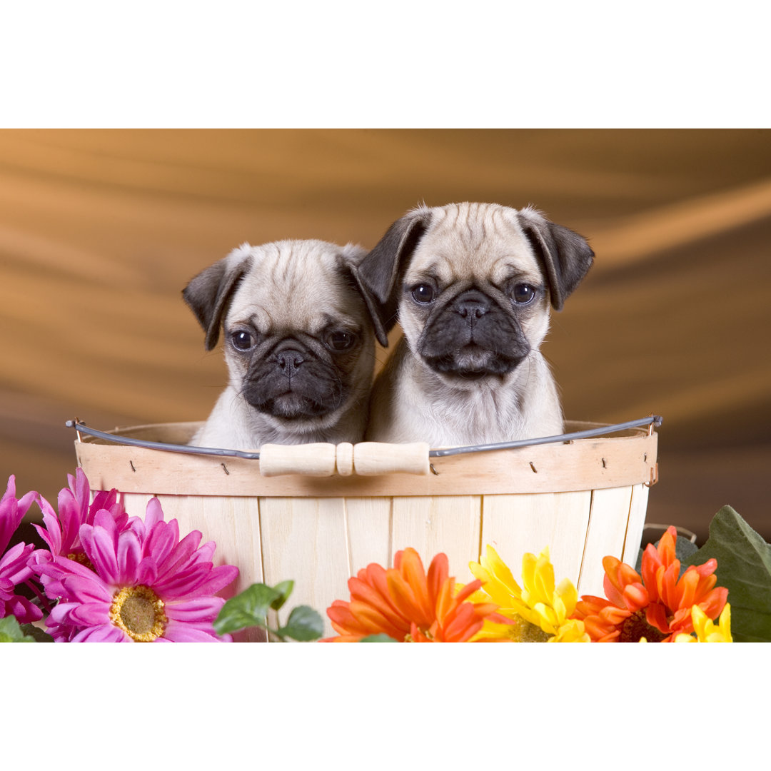 Pair Of Pug Puppies von MarkCoffeyPhoto - Kunstdrucke ohne Rahmen auf Leinwand