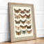 Butterfly Study Plate Botanical - Framed Print-548861059-548861062