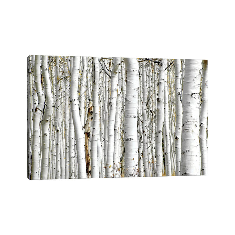 Birch Wood by PhotoINC Studio - Wrapped Canvas Print, 30.48 cm H x 45.72 cm W, Wrapped Canvas
