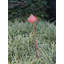 Amelie Garden-941996072