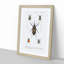 Weevil Beetle Illustrations by Charles D'Orbigny - Picture Frame Painting Print-55612041-55612042