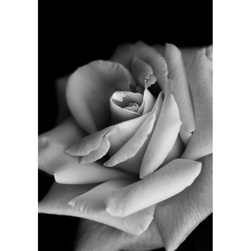 Wrapped Canvas Print, 50.8 cm H x 76.2 cm W