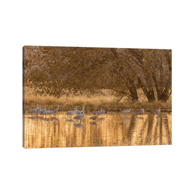 États-Unis, Nouveau-Mexique, refuge faunique national Bosque Del Apache. Sandhill Cranes in Water at Sunset par Jaynes Gallery - Photographie sur toile tendue
