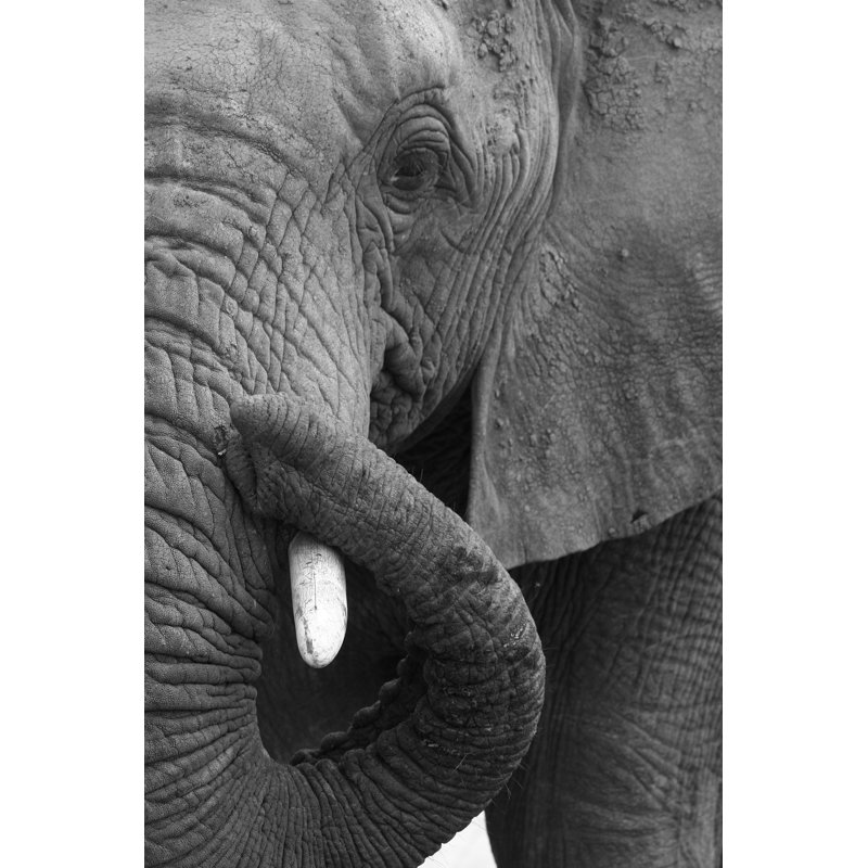 Esbon Elephant Close Up by Jonzeboy - Wrapped Canvas Print, 30cm H x 20cm W x 3.8cm D