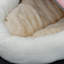 Lit pour animaux en polyester-736974656