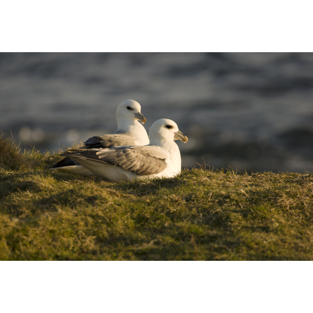 Eissturmvögel auf den Shetlandinseln von Moorefam - Kunstdrucke