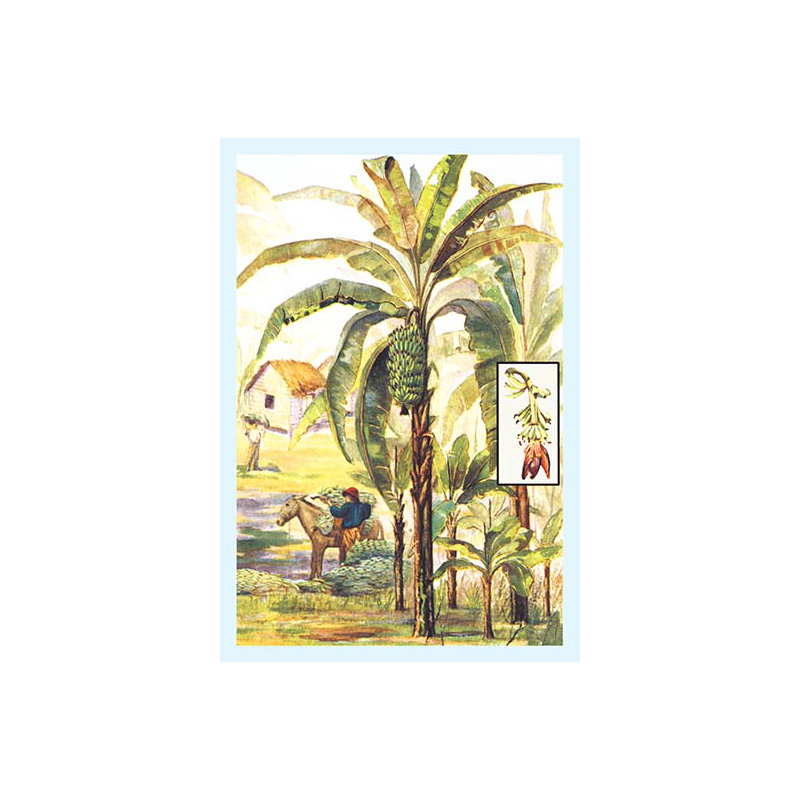 « banana trees », reproduction d’art, H 42 po x l 28 po