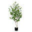 Faux bouleau en pot-945615835
