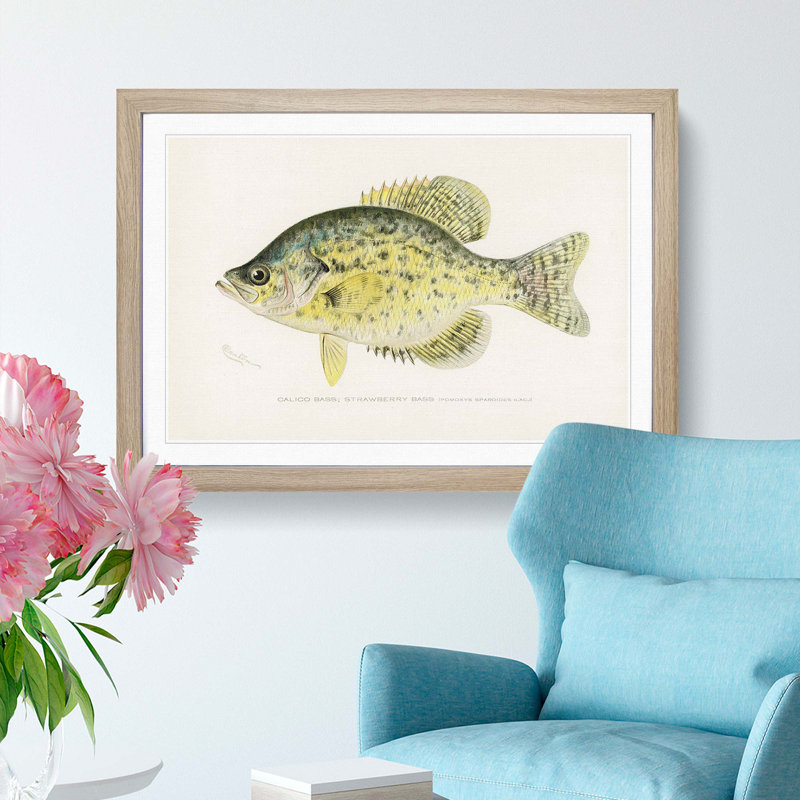 Calico Bass by Sherman F. Denton - Picture Frame Graphic Art Print, 48cm H x 65cm W x 2cm D, Oak Framed