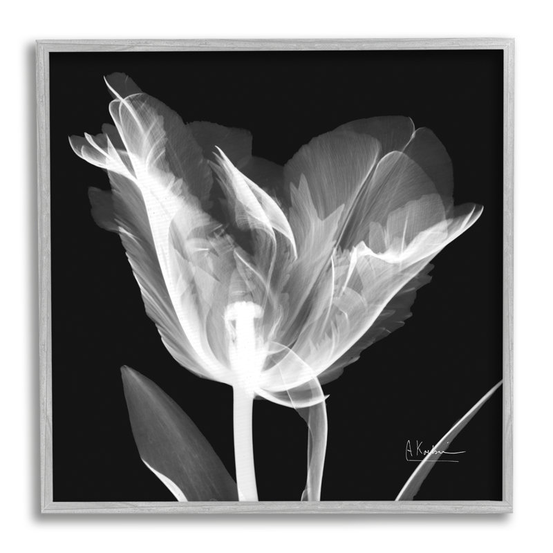 Fleur de tulipe, radiographie sur toile, H 17 po x l 17 po x P 1,5 po