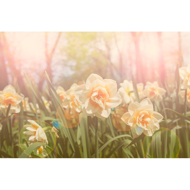 Daffodils - Wrapped Canvas Print, 61cm H x 91cm W x 3.8cm D