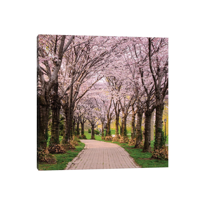 «Cherry Blossom Trail» par Chuck Burdick - reproduction de photo sur toile tendue, H 12 po x l 12 po x P 0,75 po
