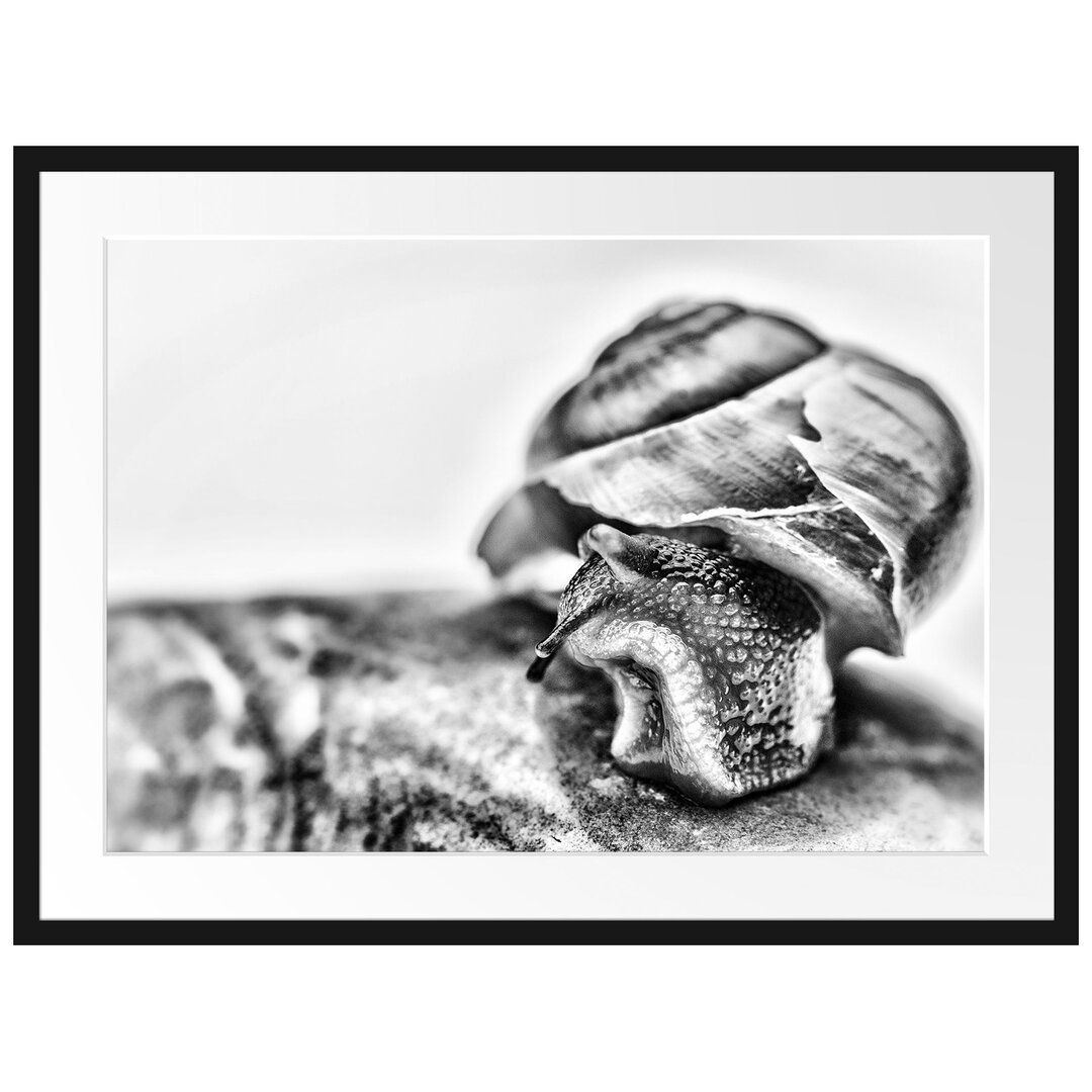 Gerahmtes Poster Kleine Schnecke