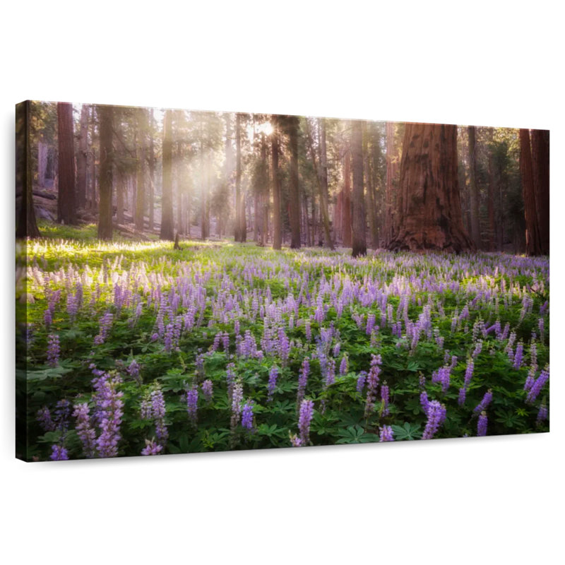 Fleurs de lupin Harnek Forest