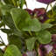 Hellebore Plant In Taupe Pot-11933141-11933143