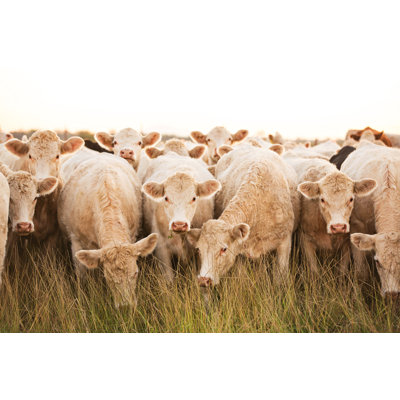 Curious Herd by Ktmoffitt