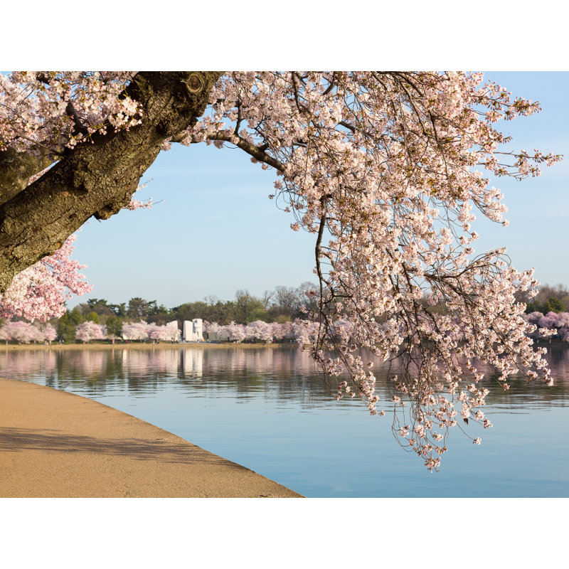 Cherry Blossoms Over MLK Monument Print by Steven Heap, Black Framed Canvas, 24" H x 32" W