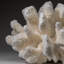 Genuine White Cat's Paw Coral (8.5 Lbs)
