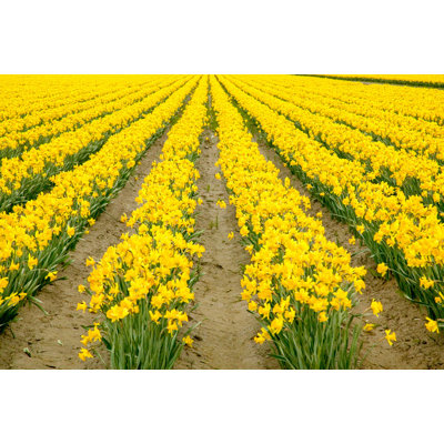 Posterazzi " Mount Vernon Washington State USA Field Of Yellow Daffodils " by Janet Horton