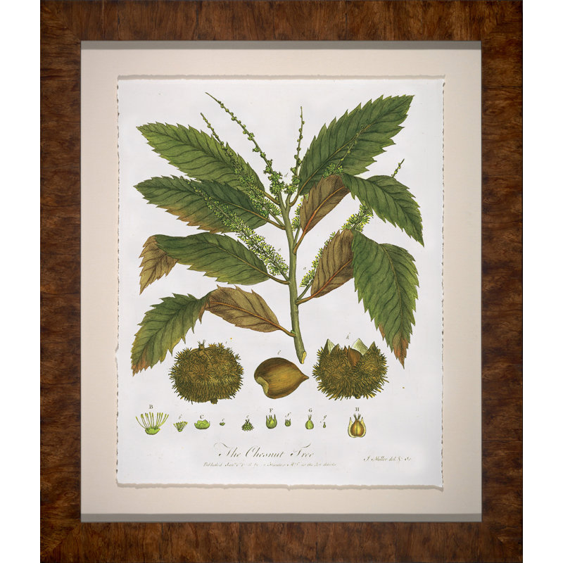 «The Chestnut Tree», cadre photo, impression sur papier