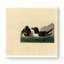 Razor Bill (Plate CCXIV) - Art mural sur toile oiseaux