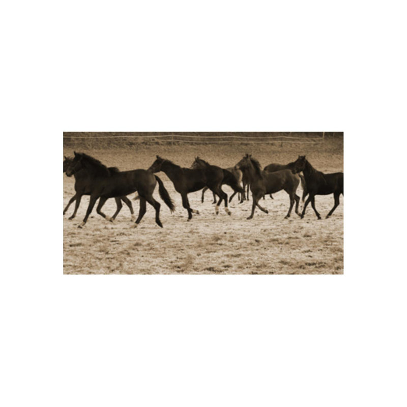 Sofia Fox " Chasing Dreams " by Sofia Fox, 36" H x 72" W, Plexi