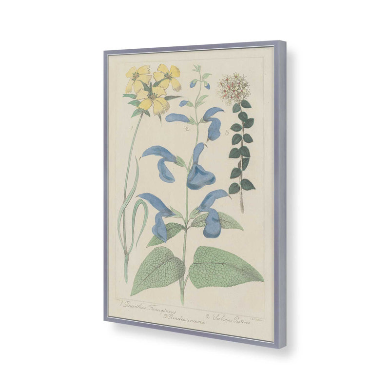 Salvia Florals II, reproduction d'art, H 12 po x l 8 po, Argent argent