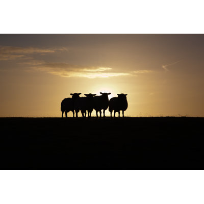 Silhouette of Sheep - Photographie sur toile tendue