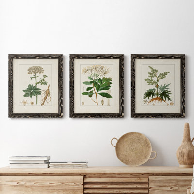 Antique Turpin Botanical I - ensemble de 3 peintures sur toile encadrées