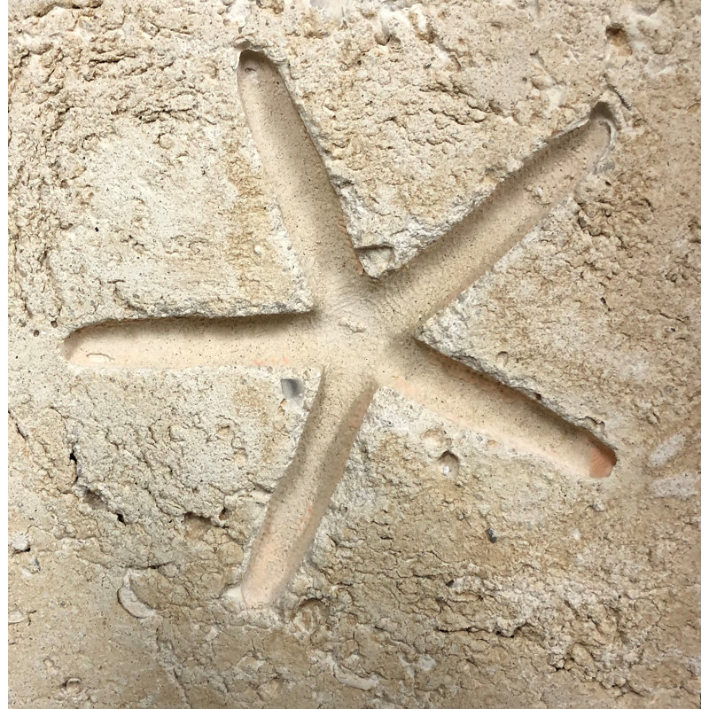 6" x 6" Cement Star Fish Fossil Impression Medallion Tile in Buff