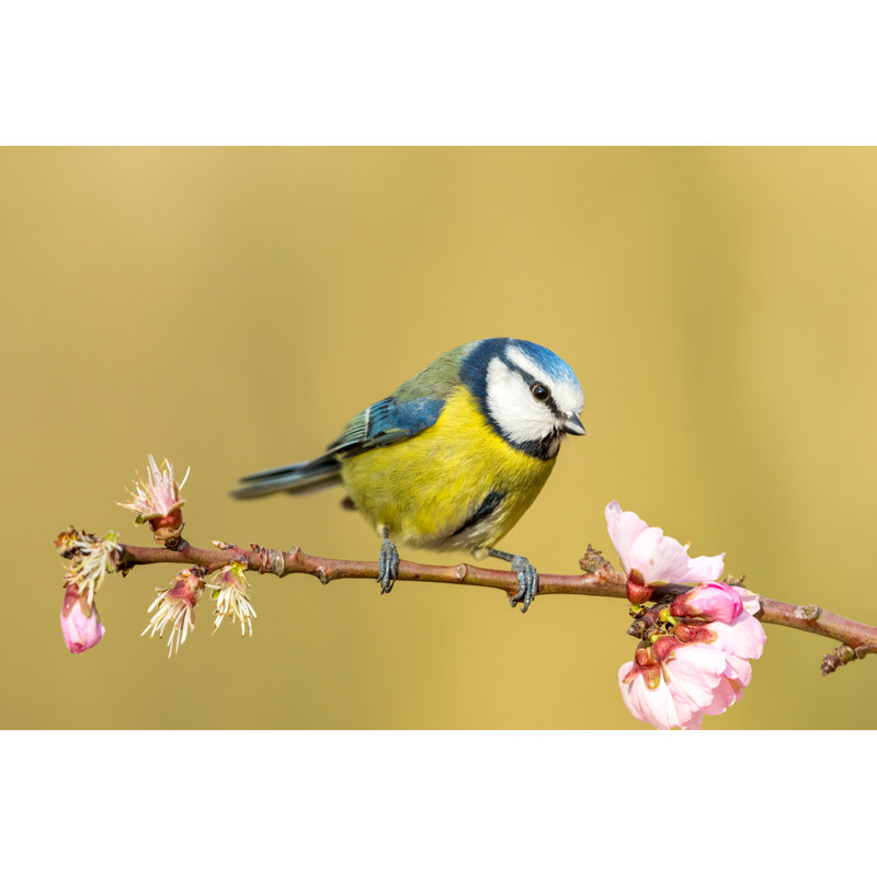 Blue Tit Bird - Wrapped Canvas Print, 61cm H x 91cm W x 3.8cm D
