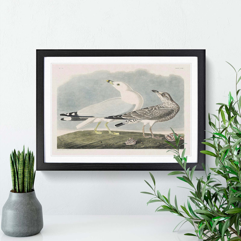 Common American Gulls by John Audubon - Picture Frame Painting, 27cm H x 36cm W x 2cm D, Black Framed