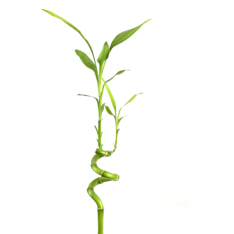 Green Bamboo by Da-kuk - No Frame Art Prints on Canvas, 76cm H x 51cm W