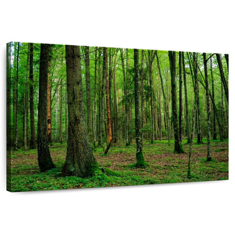 Forêt Alvord Lush Bialowieza, H 34 po x l 51 po