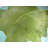 Dyed Green Real Cowhide Rug