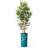 Artificial Tree in Black White Wood Tree Rings Pattern Planter Fake Bamboo Silk Tree-103684947
