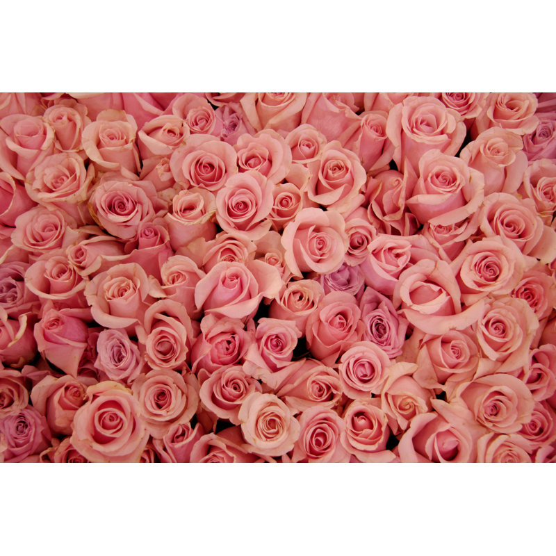 Bed of pale pink roses, 20cm H x 30cm W