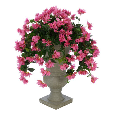 Plante florale de plancher en urn bougainvillea