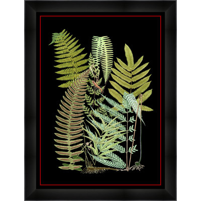 Fern 1 Print by Thom Filicia