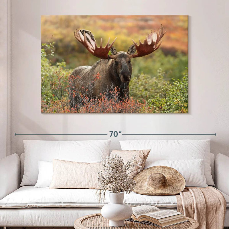 Brampt Denali Bull Moose, 34" H x 51" W