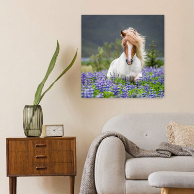 Cheval qui court par Lupins. Cheval de race pure Islandais en été avec des lupins en fleurs