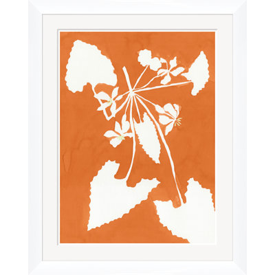 Alocasia