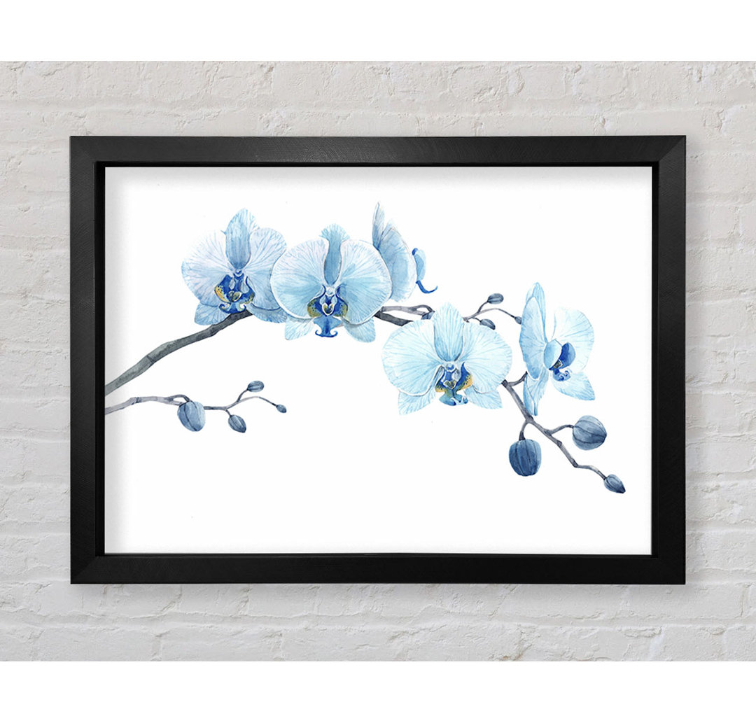 Die blaue Orchideen-Kurve - Druck