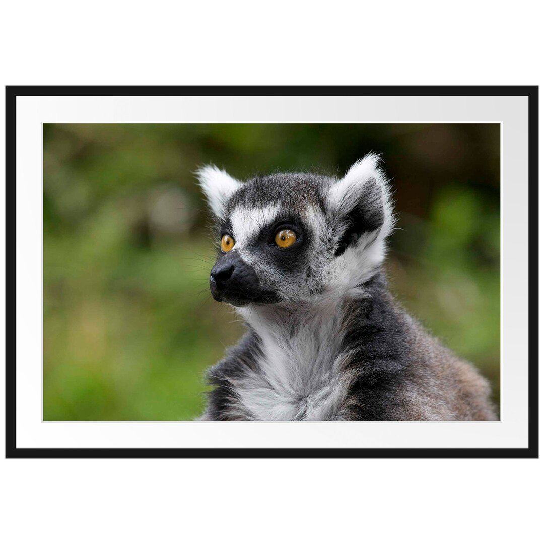 Neugieriger Ringelschwanzlemur Gerahmter fotografischer Kunstdruck