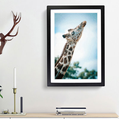 Stretching Giraffe - Framed Print